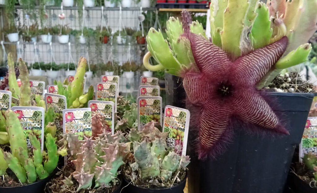 stapelia adscendens guia completa