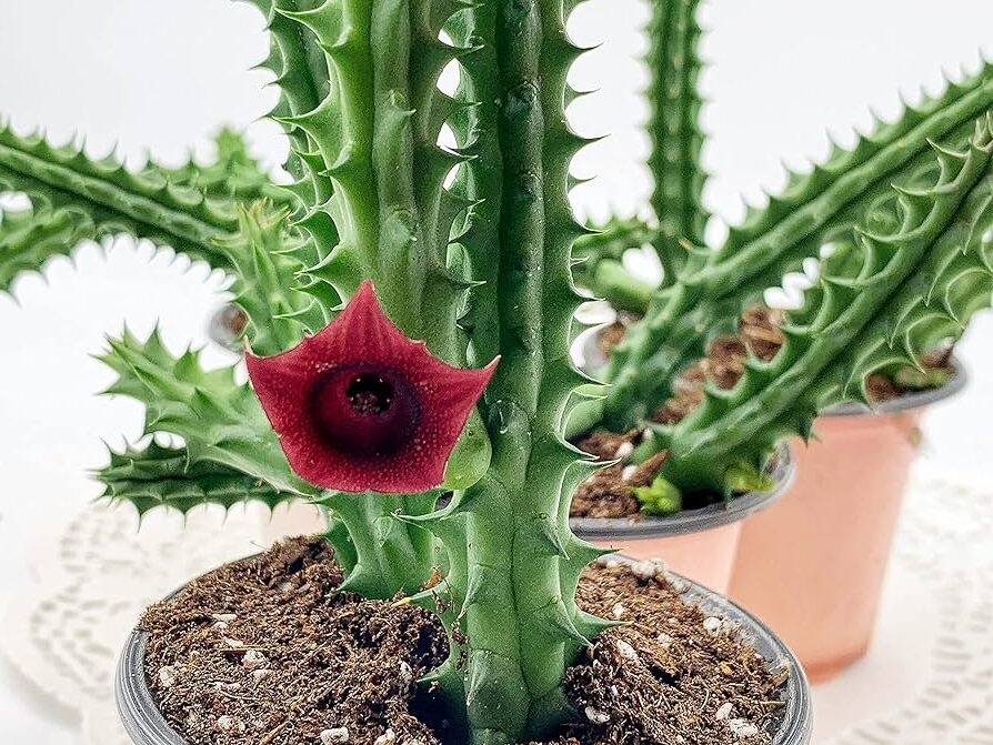 stapelia alluaudii guia completa