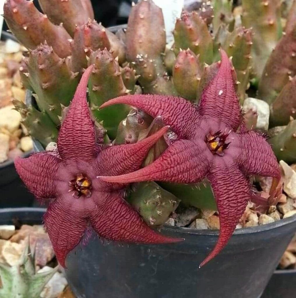 stapelia angolensis guia completa