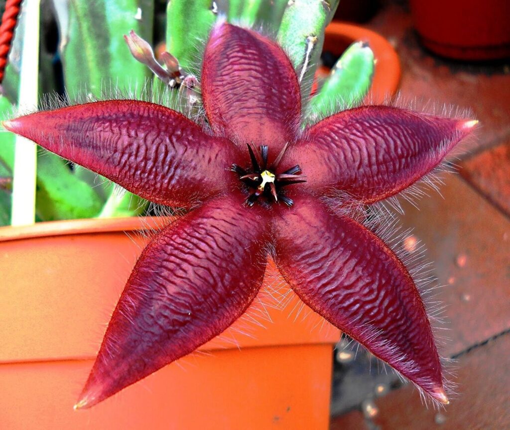 stapelia asterias guia completa