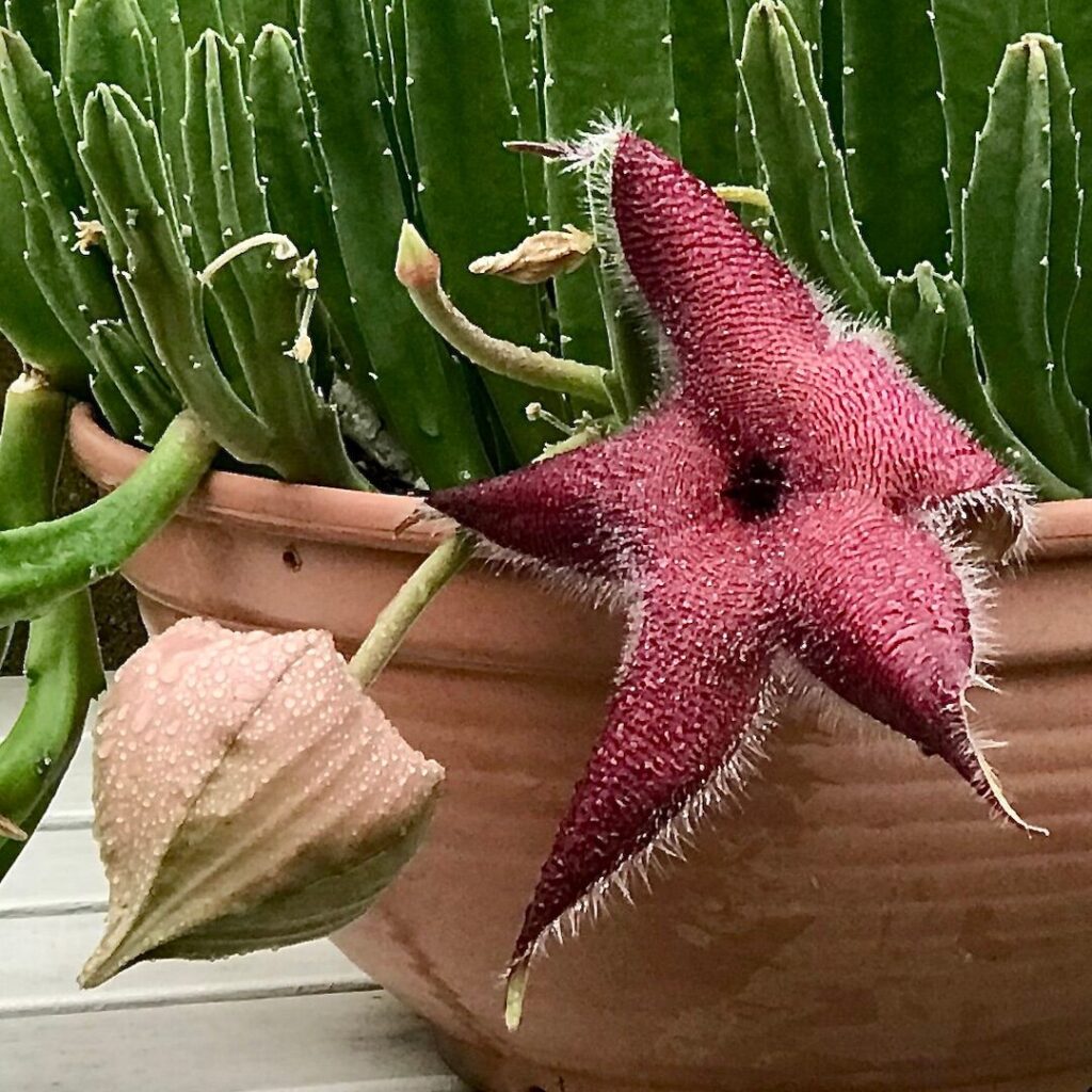 stapelia auriculata guia completa