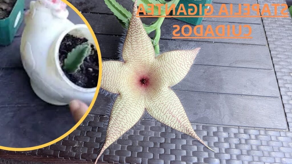 stapelia bernhaueri cuidados y consejos