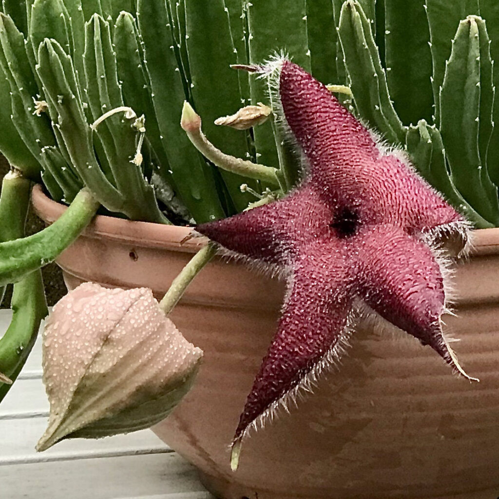 stapelia carinata guia completa