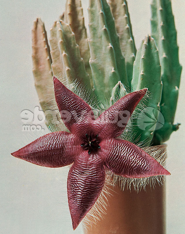 stapelia carnea guia completa