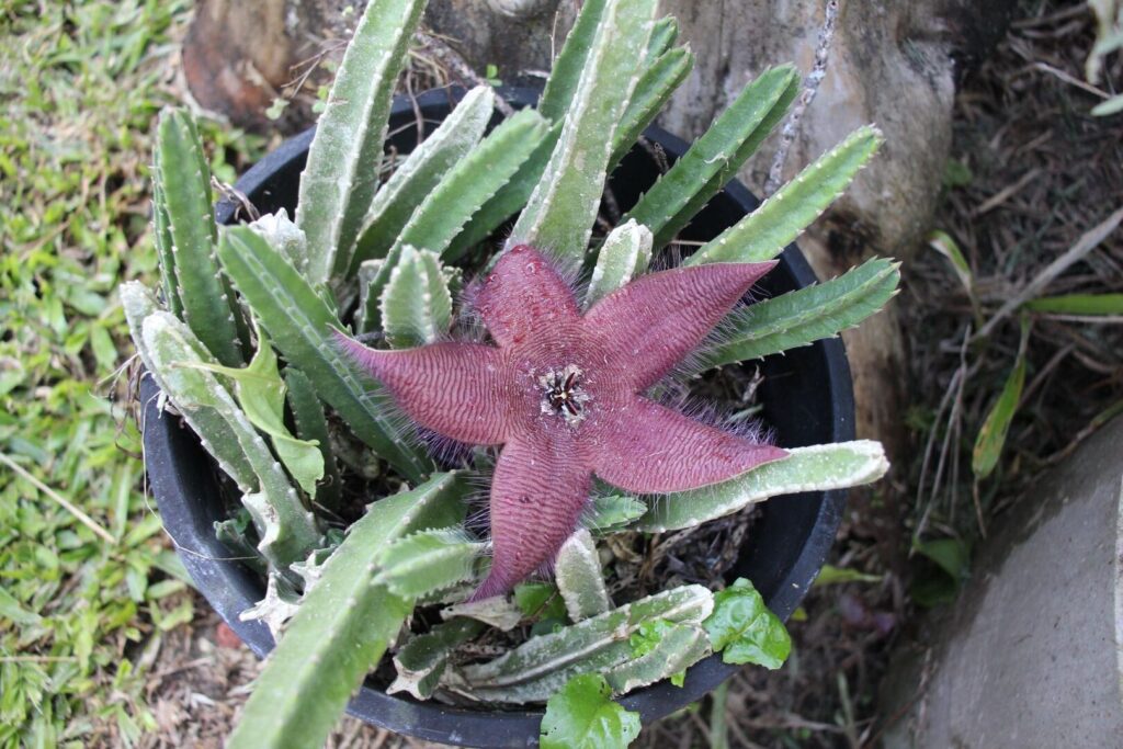 stapelia carneopurpurea guia completa