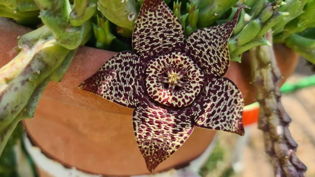 stapelia centipeda guia completa