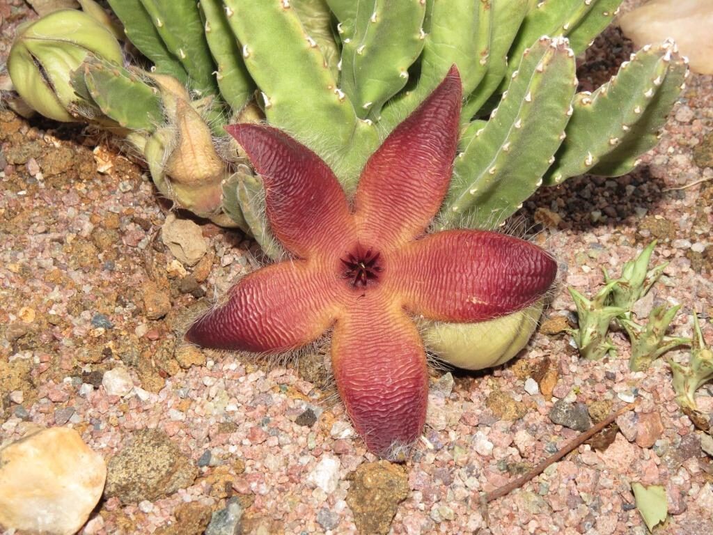 stapelia concinna guia completa