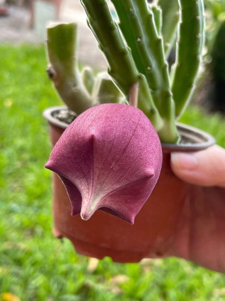 stapelia cordata guia completa