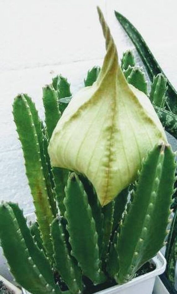 stapelia cristata guia completa