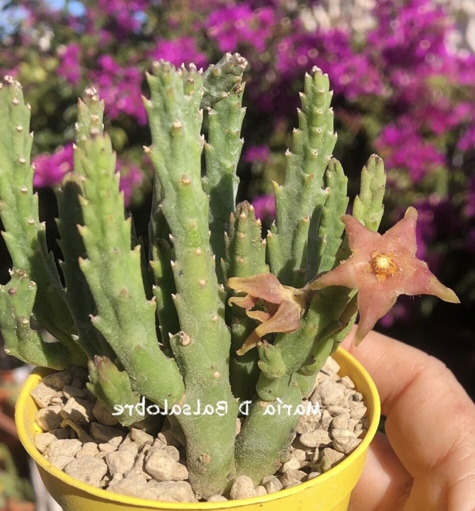 stapelia divaricata guia completa