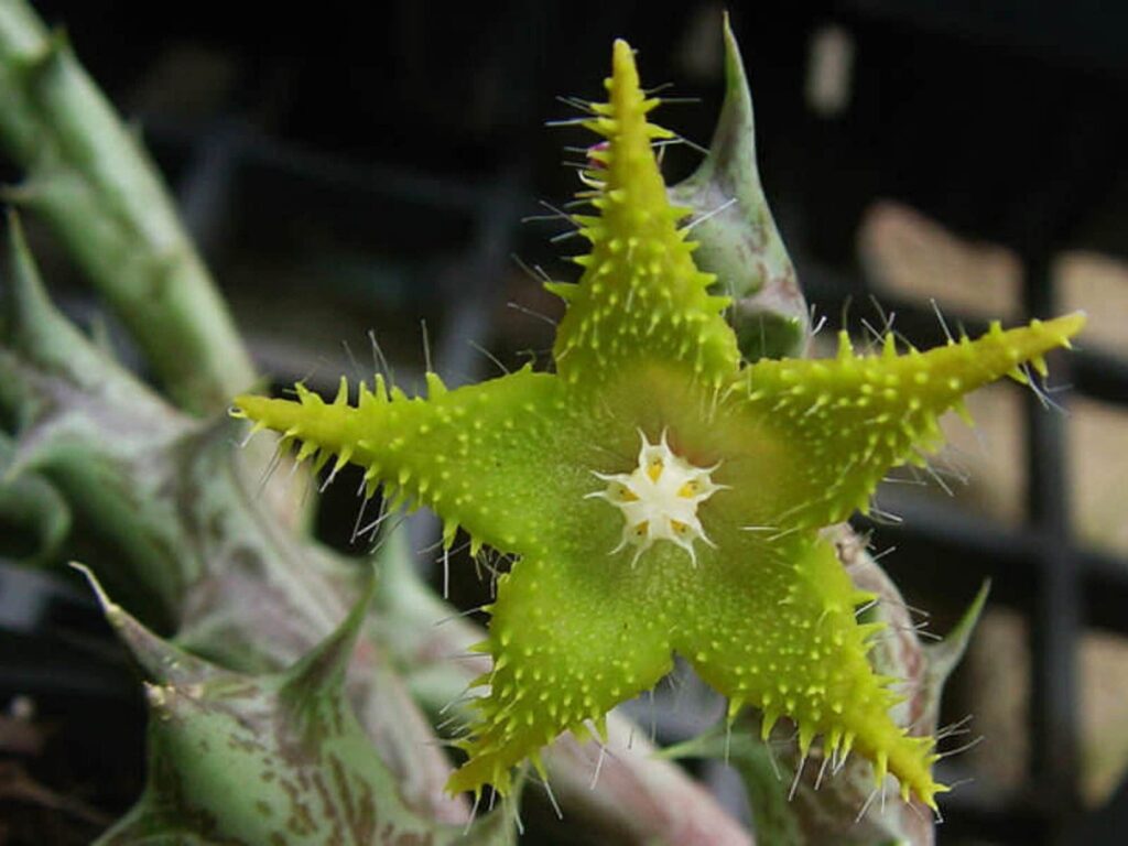 stapelia dummeri guia completa