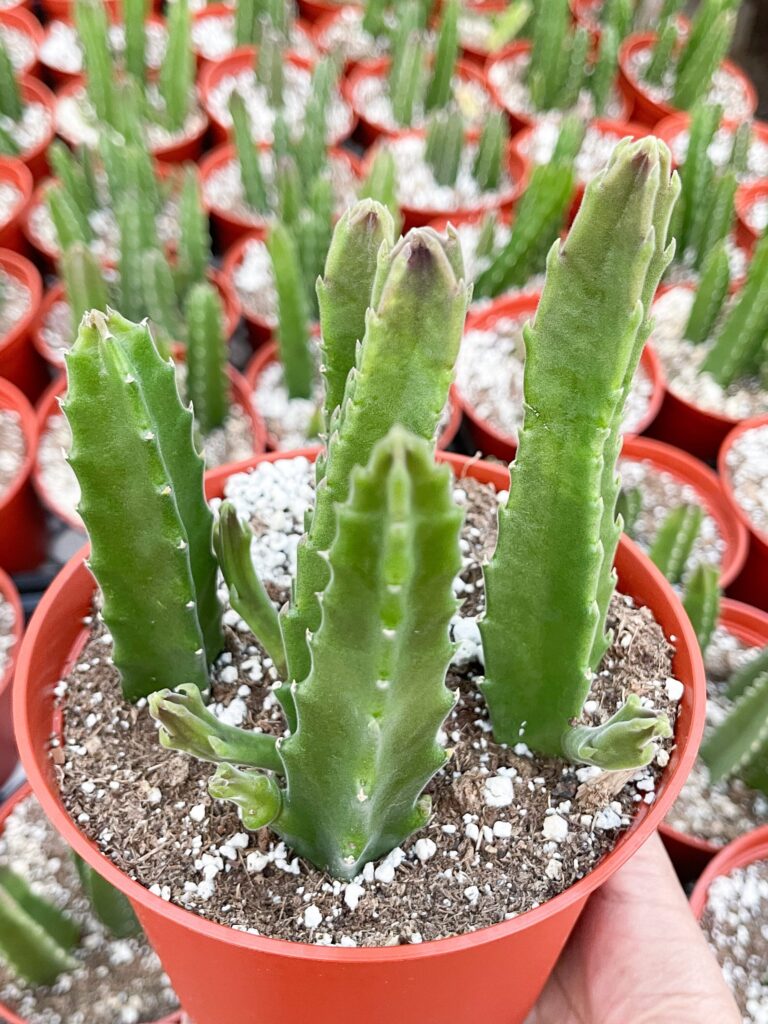 stapelia gracilis guia de cuidados