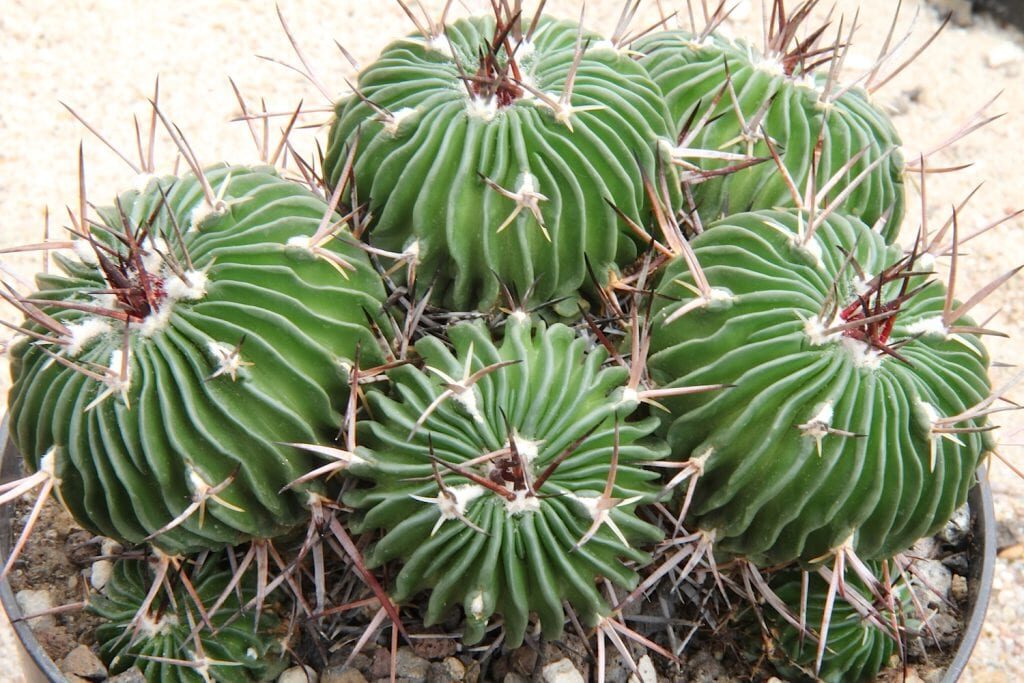 stenocactus guia completa