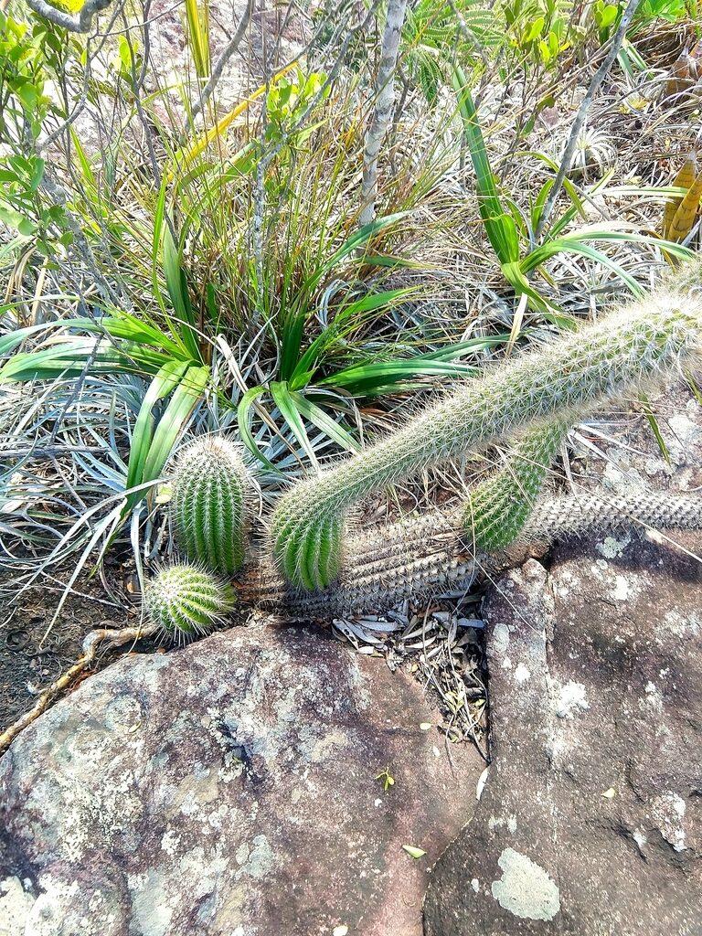 stephanocereus guia completa