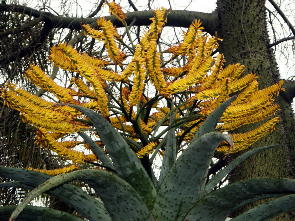 succulents aloe marlothii var basutica