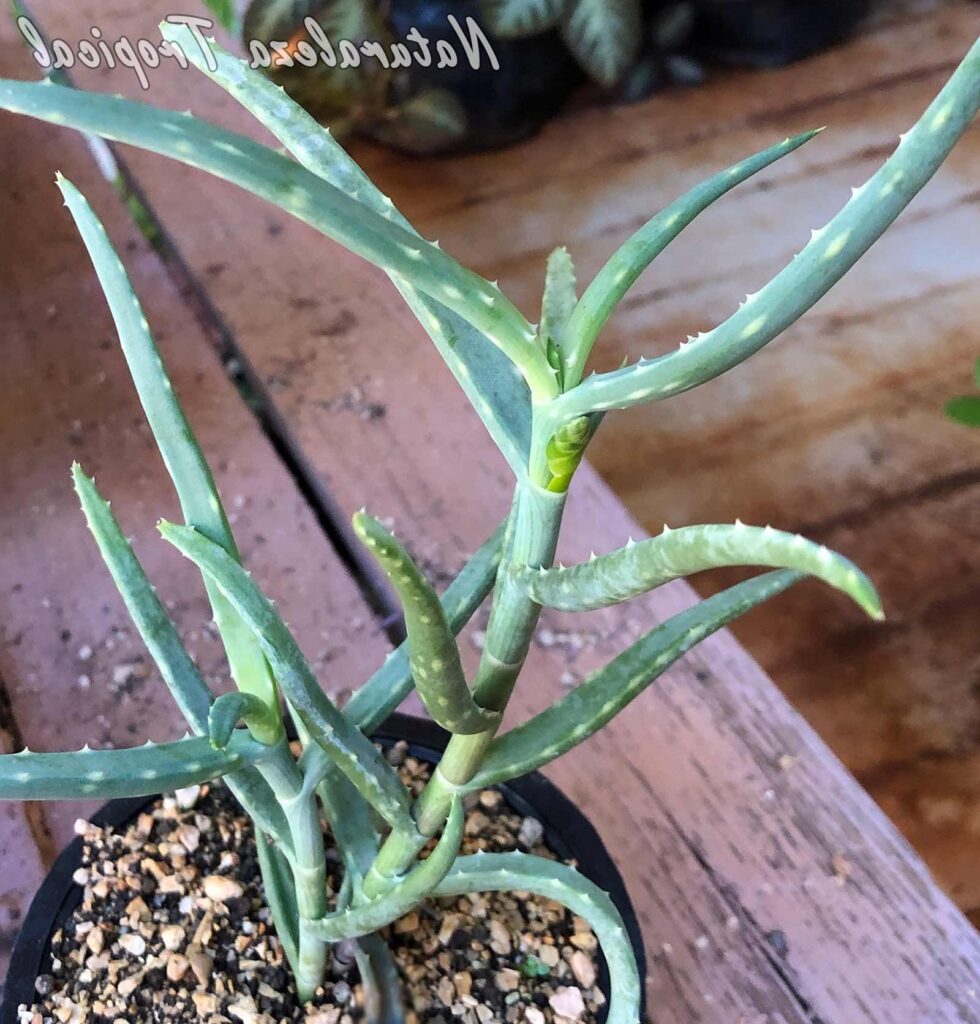 suculenta aloe millotii todo sobre su cuidado y caracteristicas