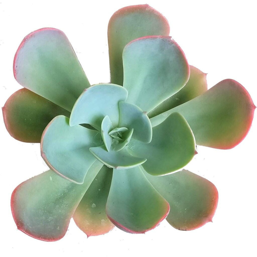 suculenta echeveria giant blue guia completa en espanol