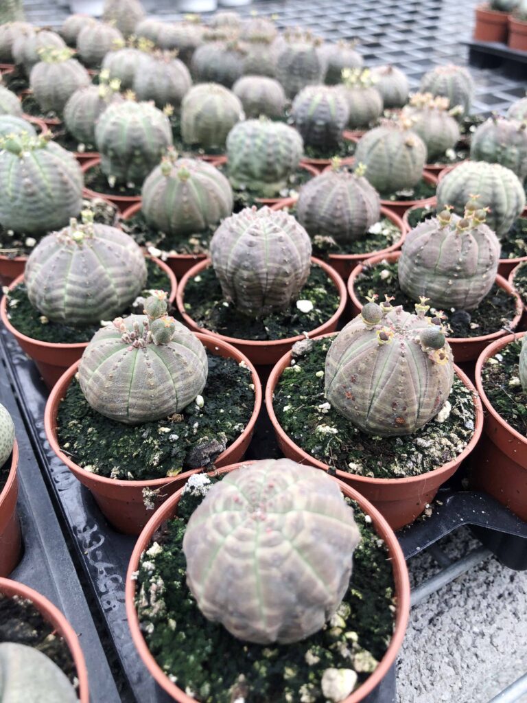 suculenta euphorbia adolfi friderici