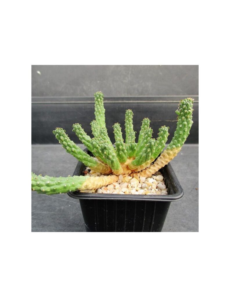 suculenta euphorbia inermis