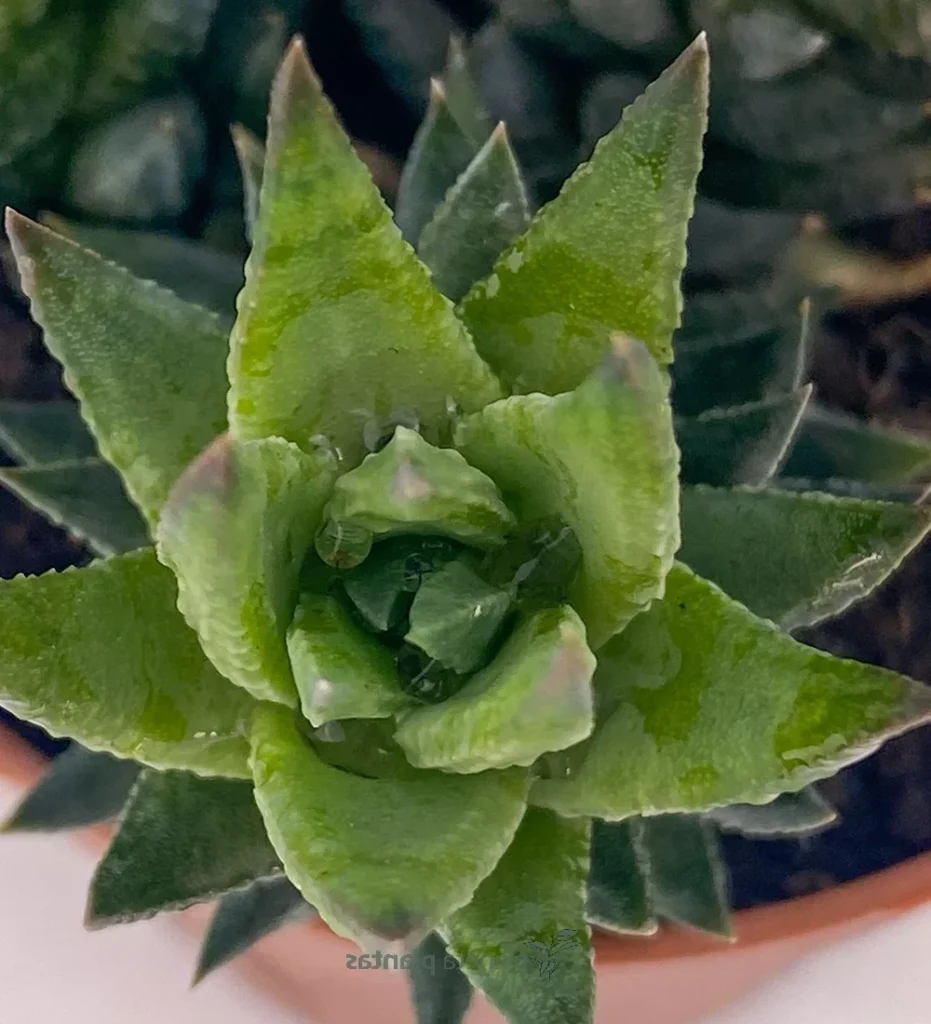 suculenta haworthia coarctata guia de cuidados y consejos