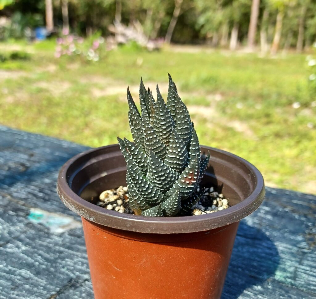 suculenta haworthia maculata guia completa en espanol