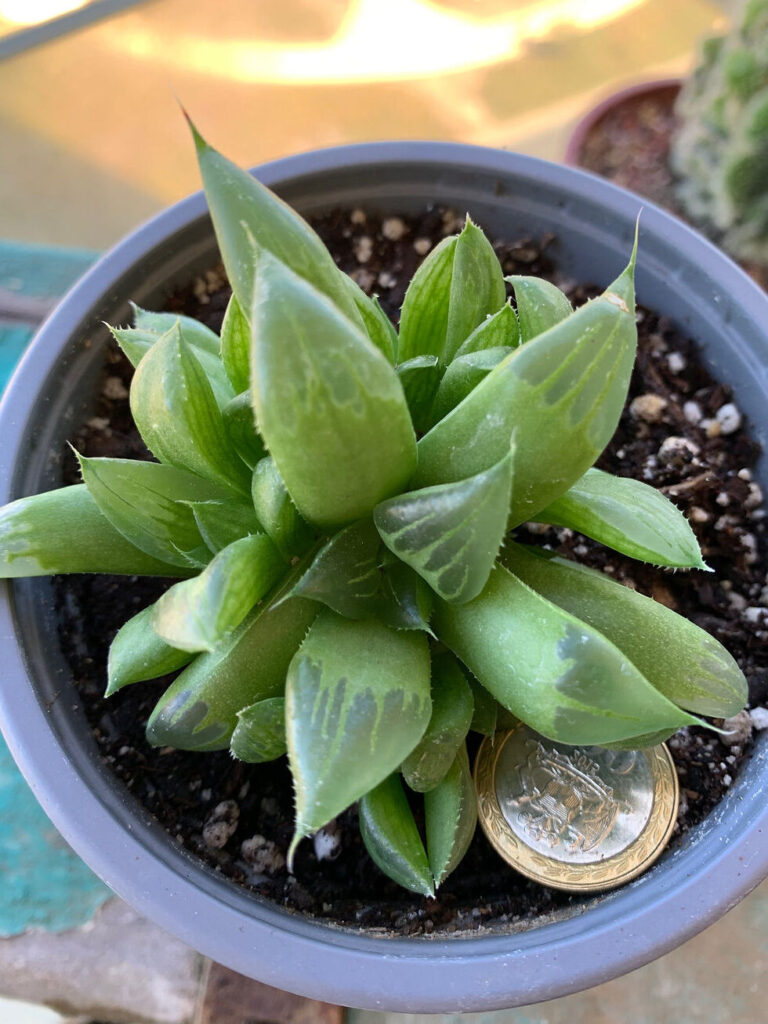 suculenta haworthia turgida cuidados y caracteristicas