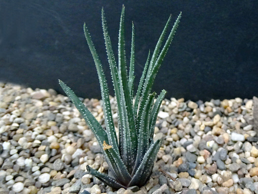 suculenta haworthia wittebergensis