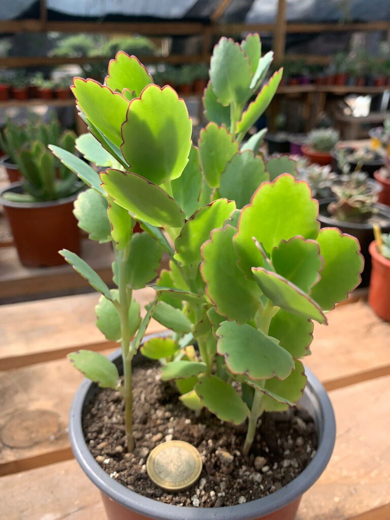 suculenta kalanchoe boscii cuidados y consejos