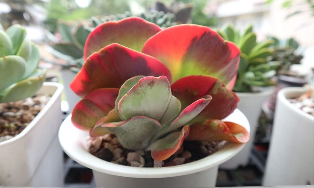 suculenta kalanchoe brevirostris cuidados y consejos