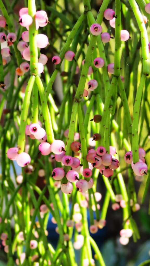 suculenta rhipsalis floccosa