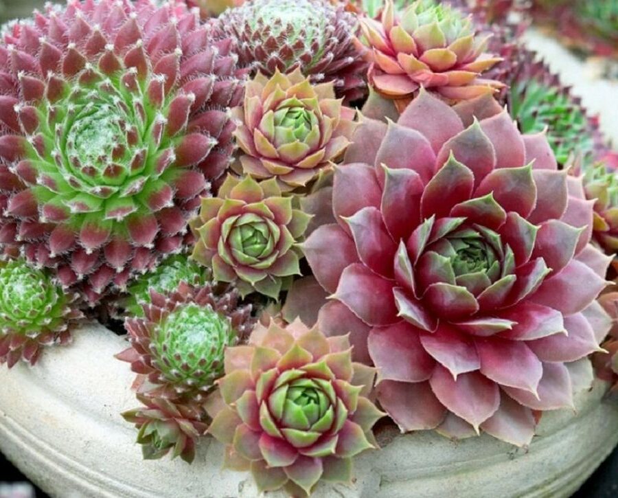 suculenta sempervivum macedonicum guia completa en espanol