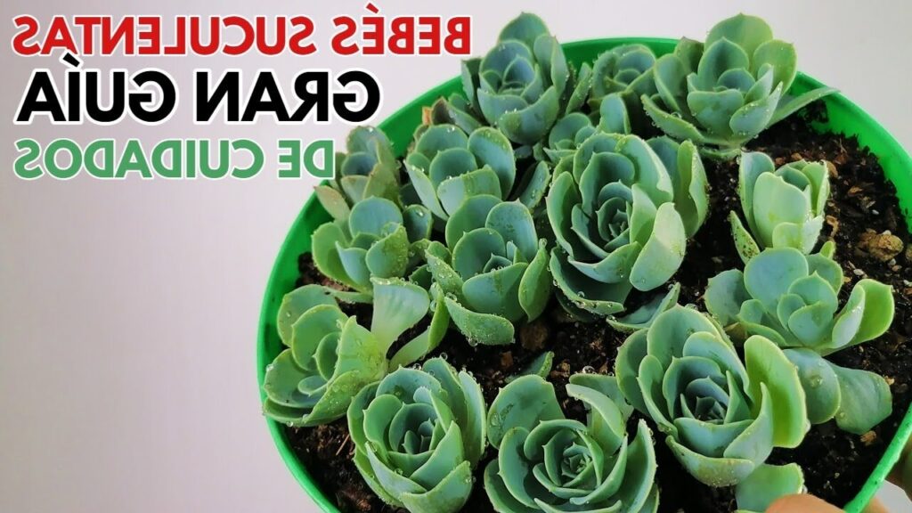 suculentas echeveria hen and chicks guia completa en espanol