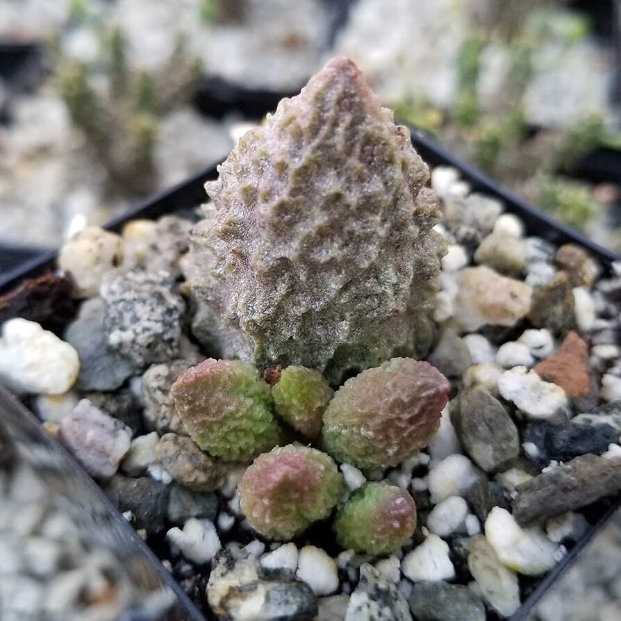 suculentas haworthia adromischus descubre todo sobre esta variedad