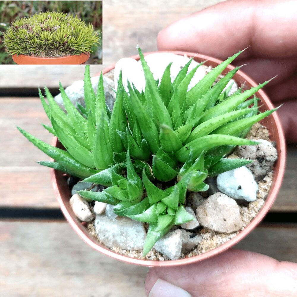 suculentas haworthia chloracantha