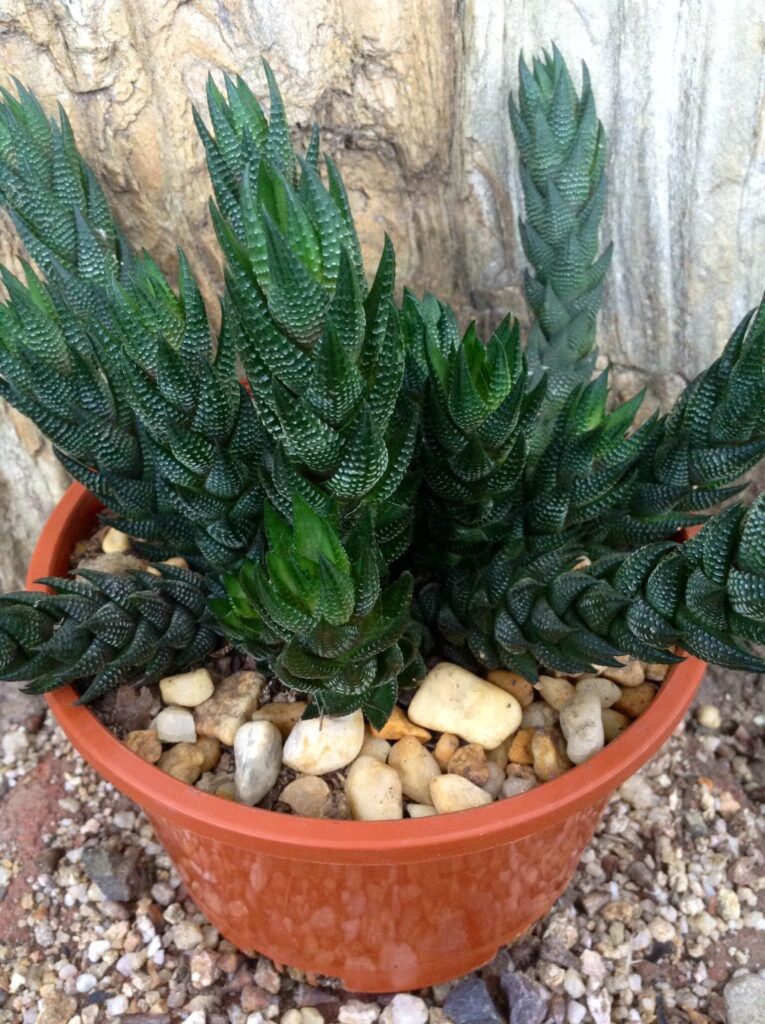 suculentas haworthia tenuis