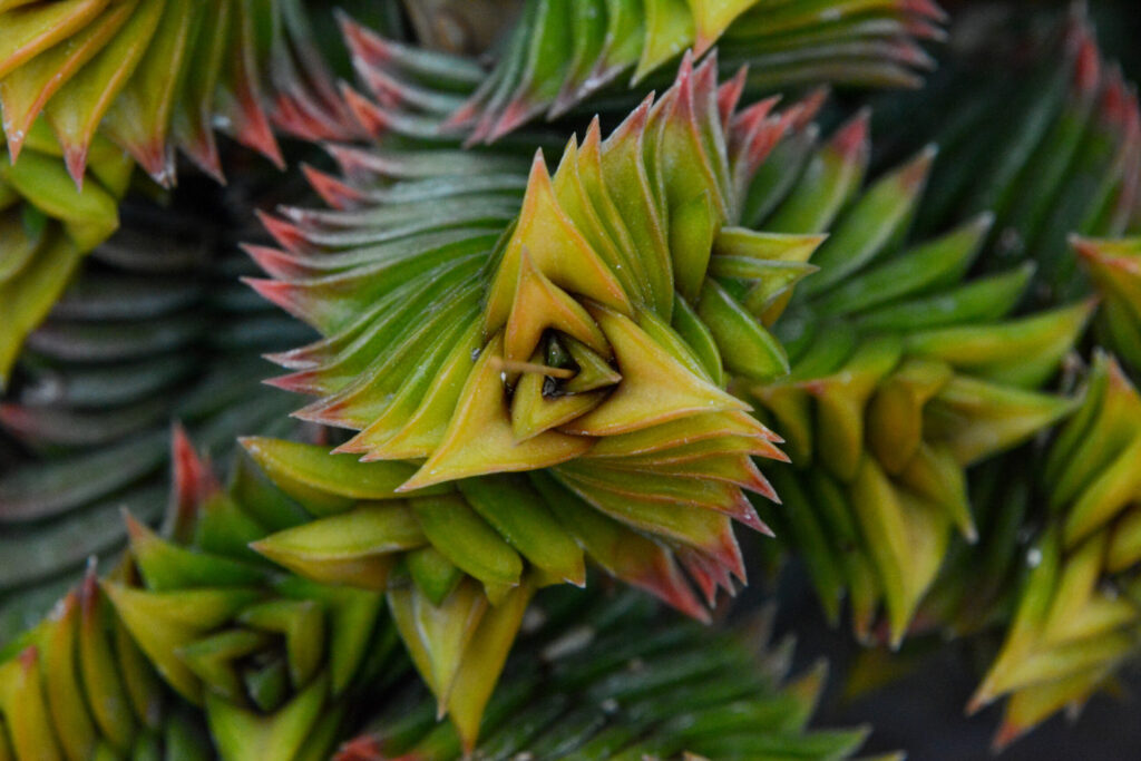 suculentas haworthia tortuosa guia completa en espanol