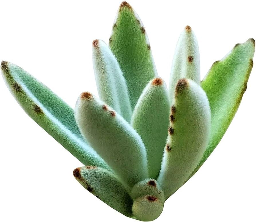 suculentas kalanchoe angolensis guia completa en espanol