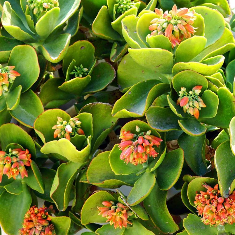 suculentas kalanchoe biloba todo lo que debes saber