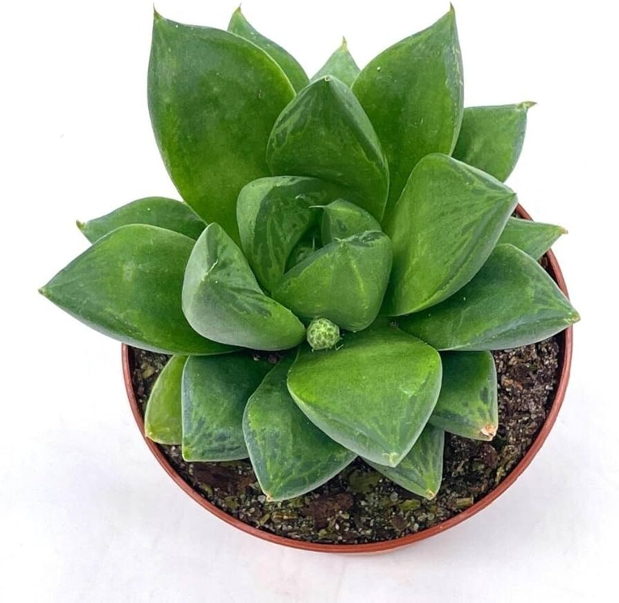 todo sobre haworthia cymbiformis guia completa en espanol