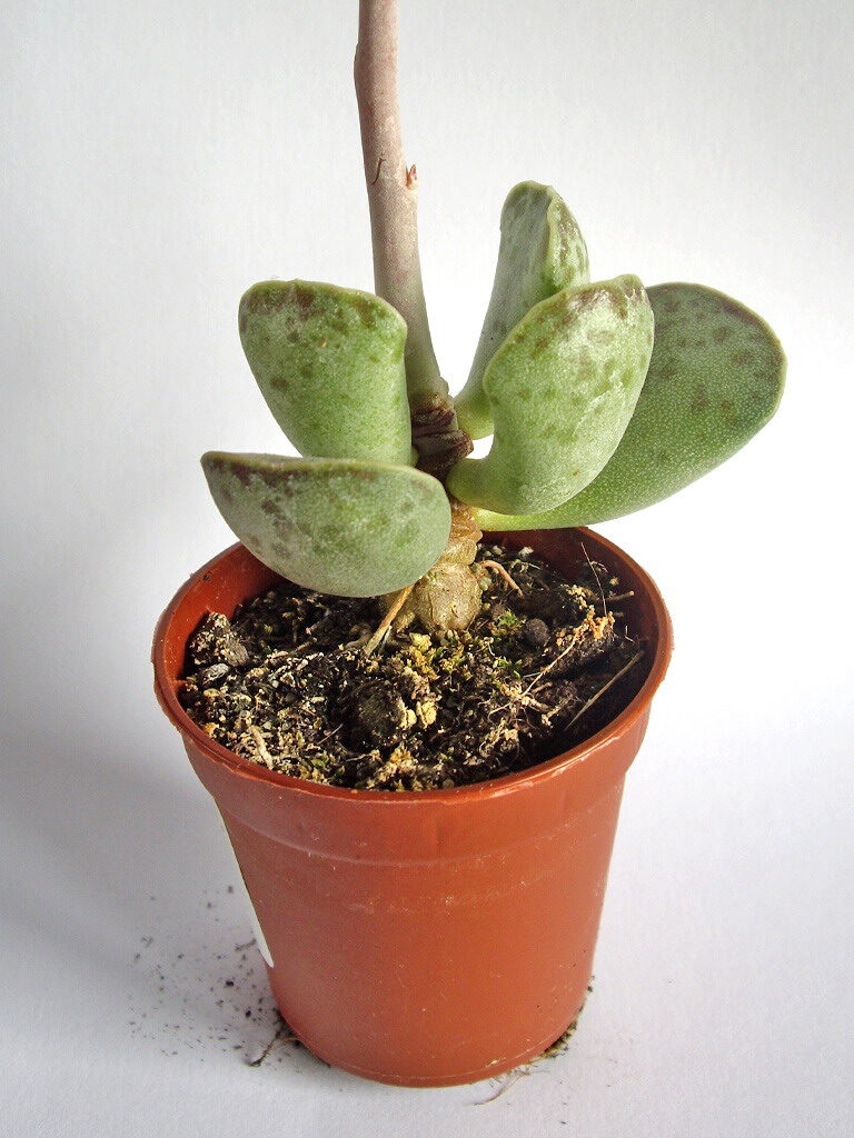 adromischus alstonii guia completa