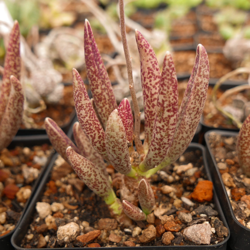 adromischus bolusii cuidados y tips