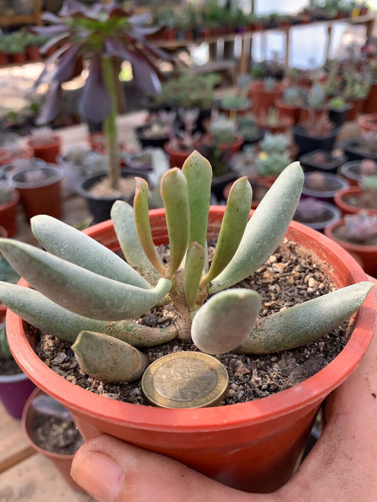 adromischus ciliosus cuidados y cultivo