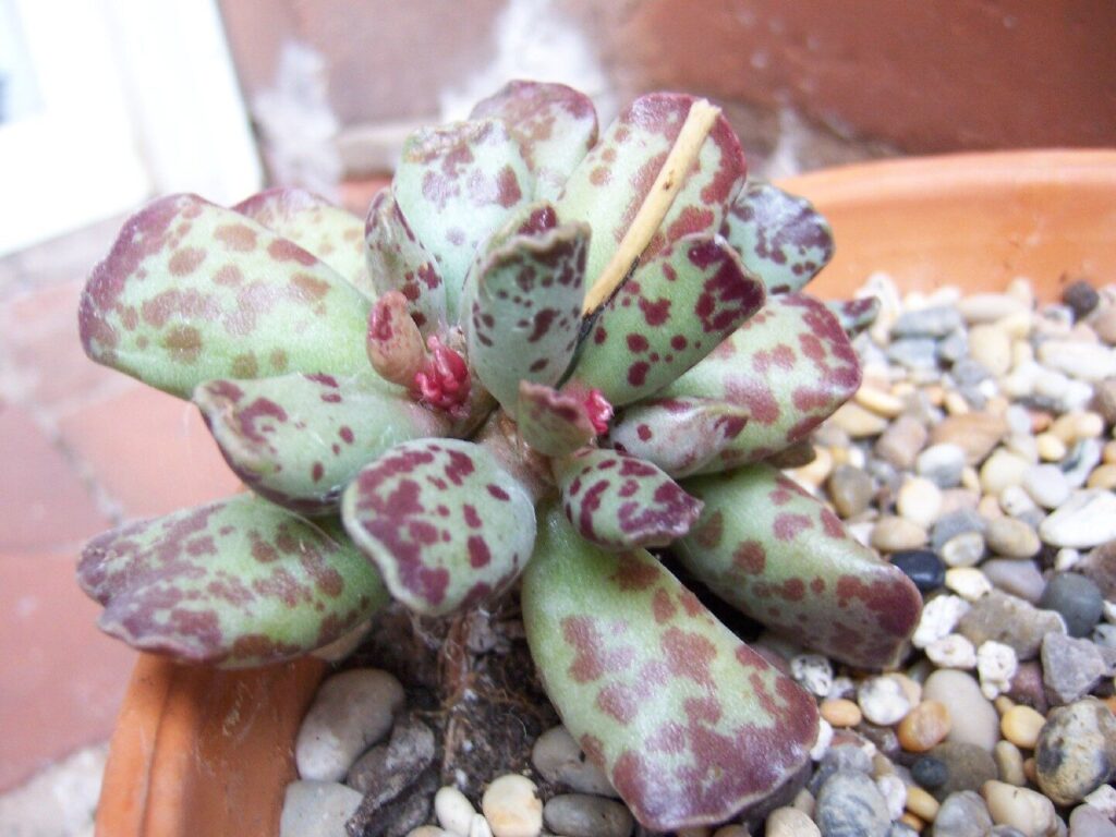 adromischus cooperi guia completa