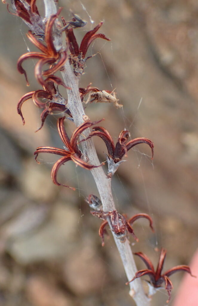 adromischus cooperi pilosus guia completa