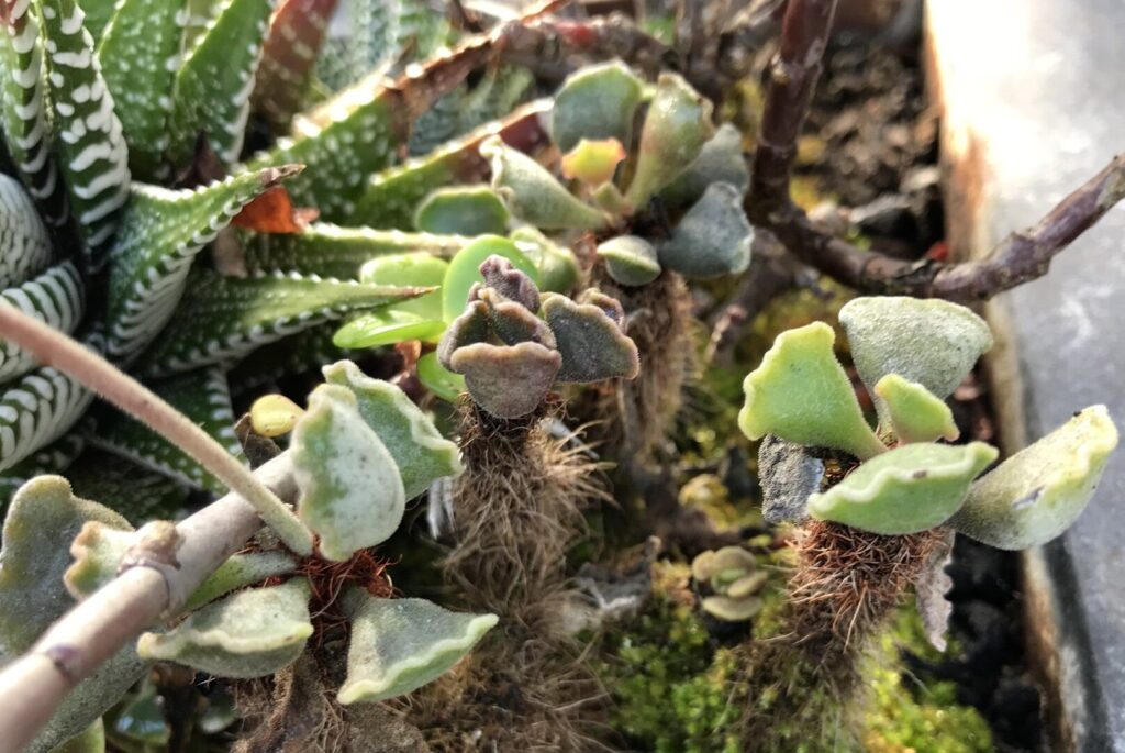 adromischus cristatus schonlandii guia completa