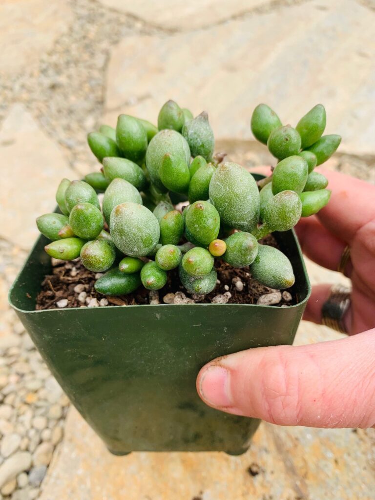 adromischus filicaulis guia completa