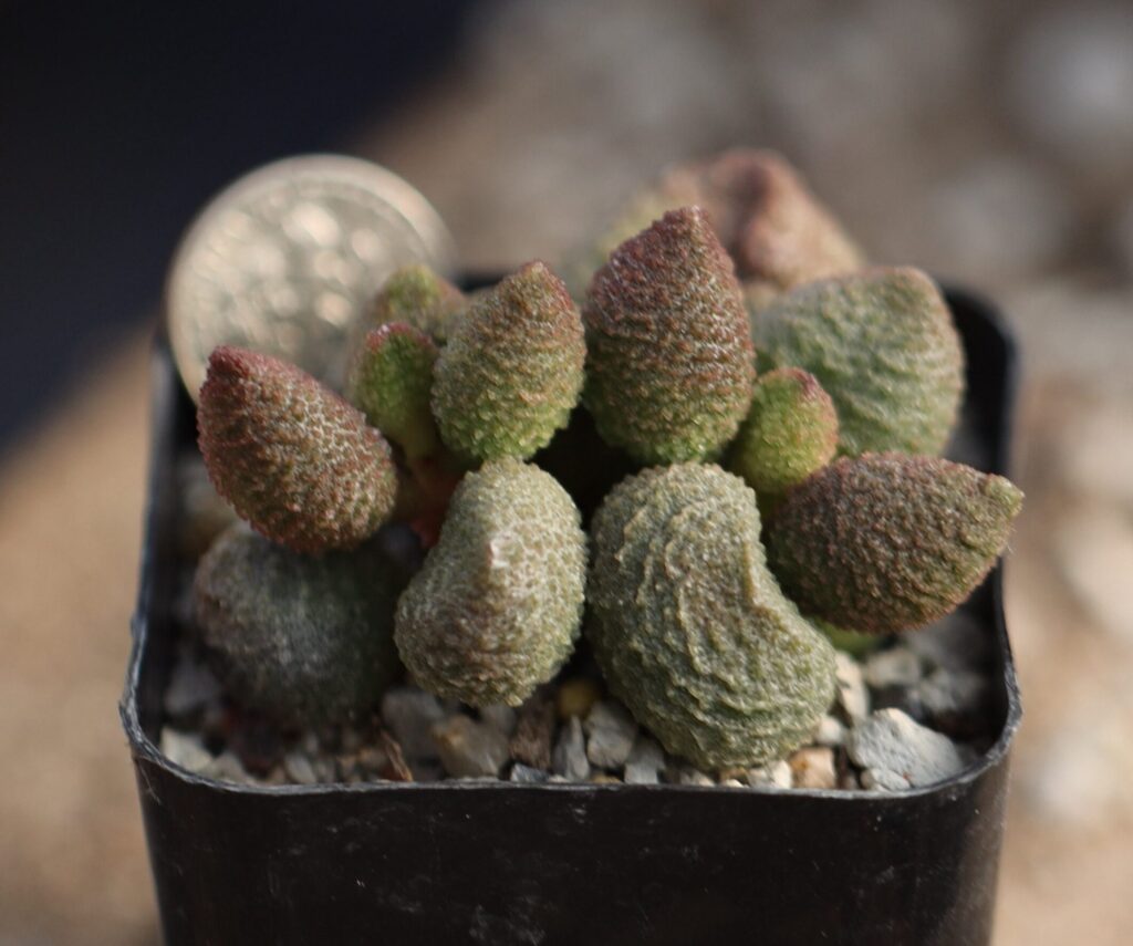 adromischus hallii guia completa