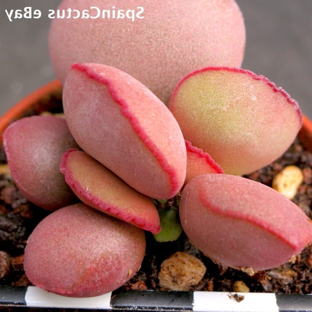 adromischus hallii guia de cuidados