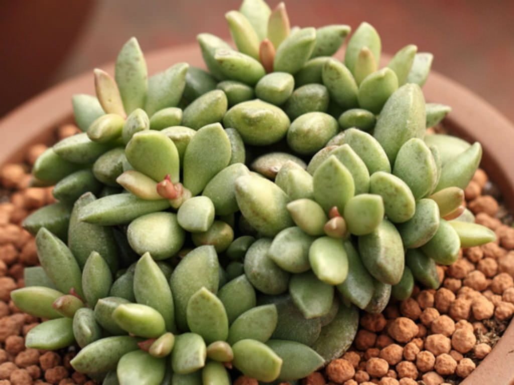 adromischus hemisphaericus cuidados y propagacion