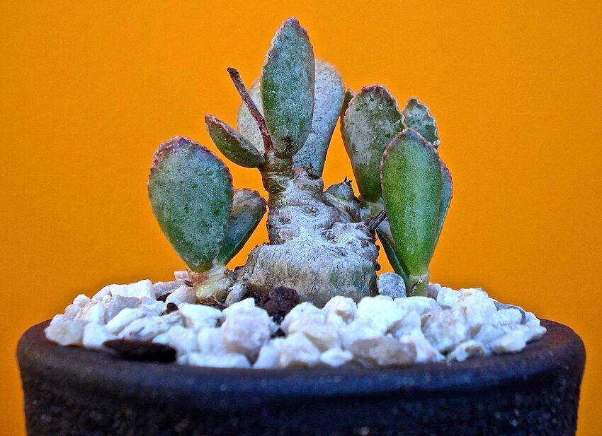 adromischus herrei guia completa